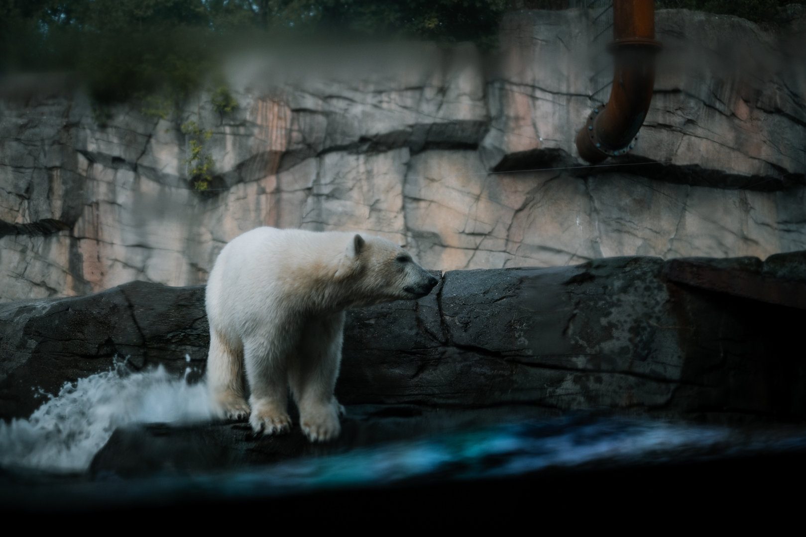 Polar Bear from underwater viewing