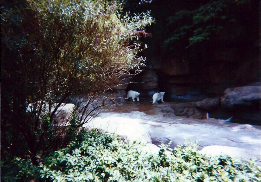 Polar Bear Grotto - June 2000