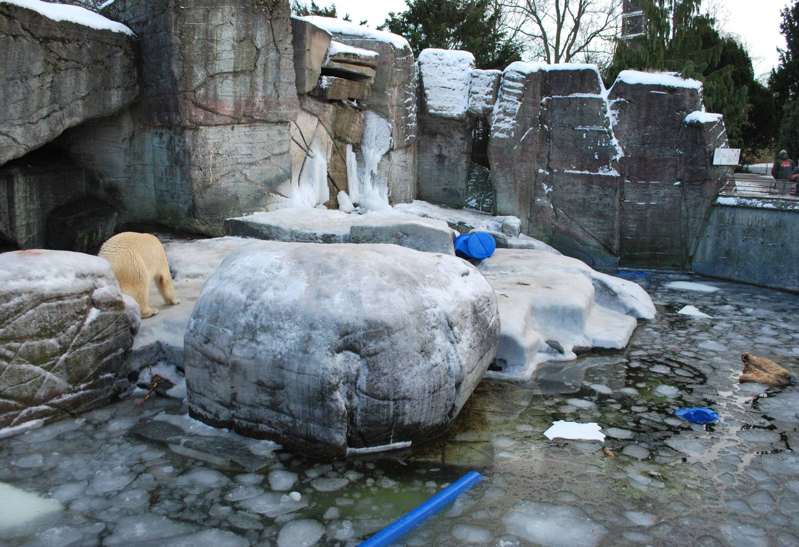 Polar bear grotto no 1