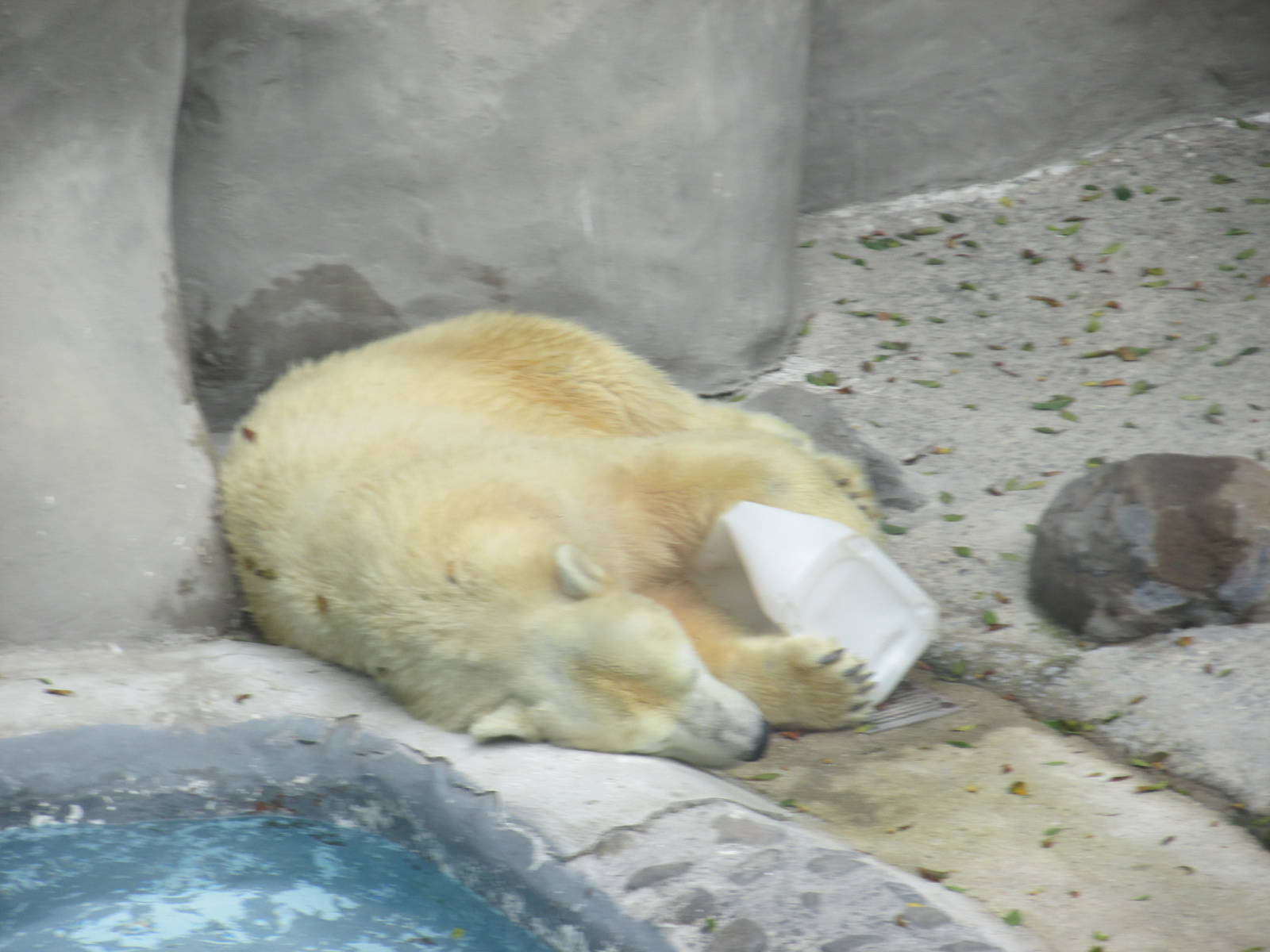 polar bear guadalajara zoo