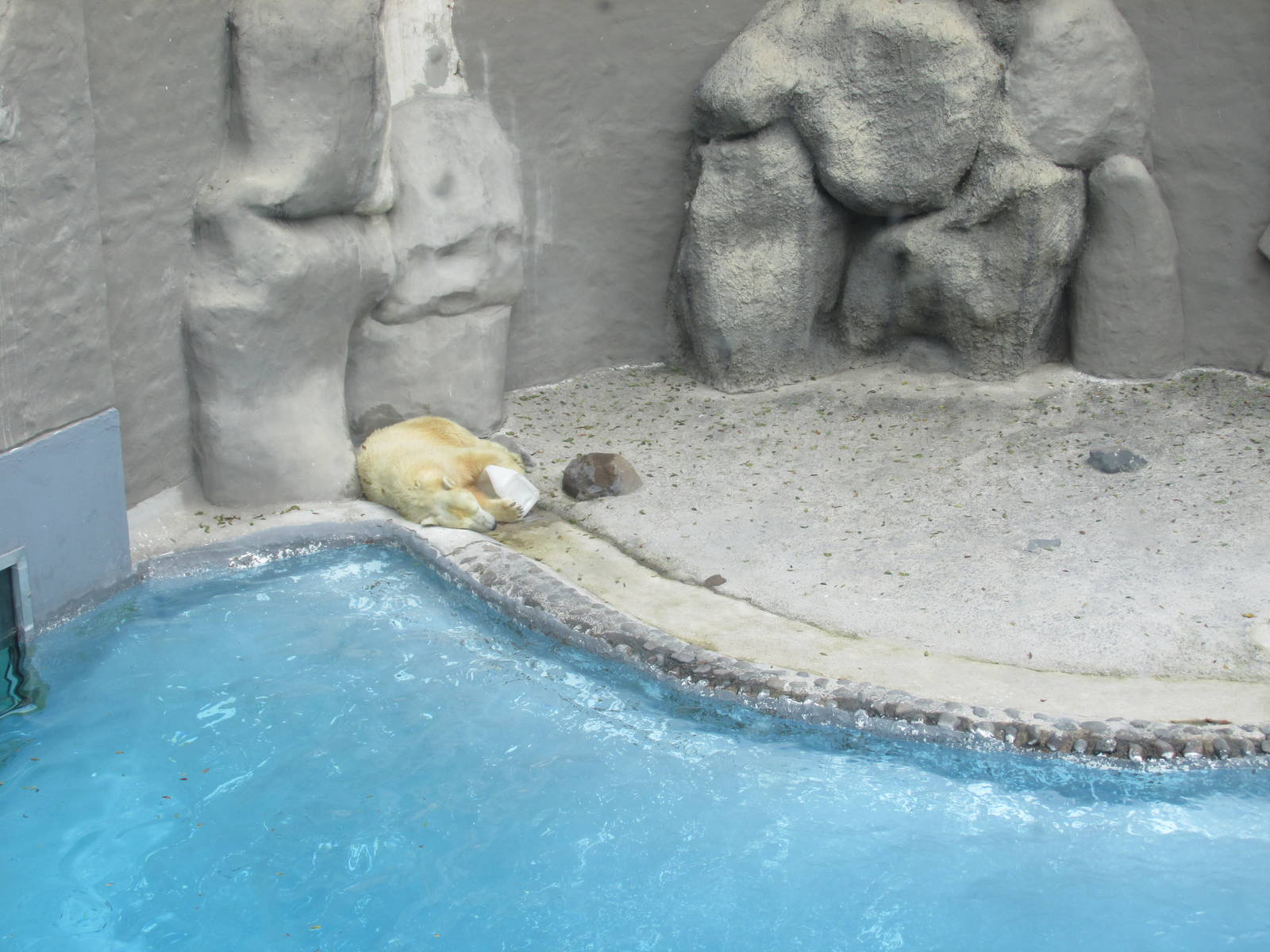 polar bear guadalajara zoo