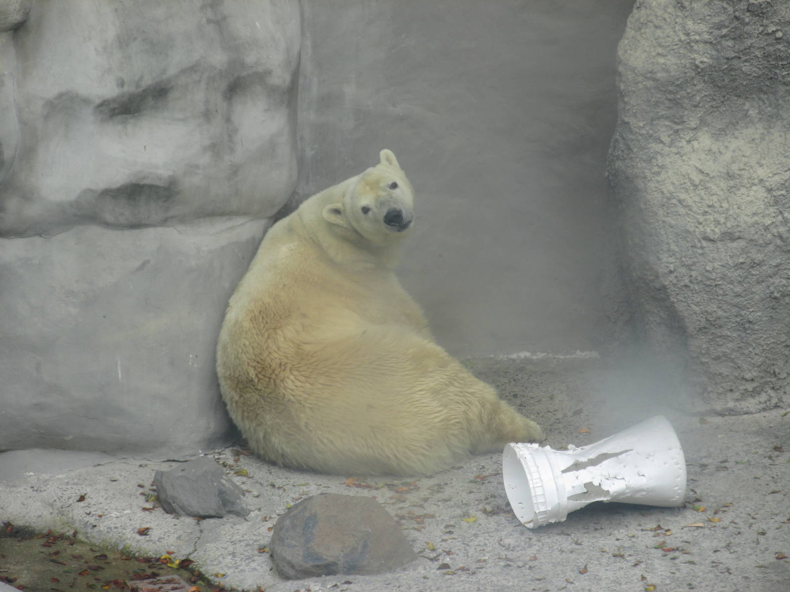 polar bear  guadalajara zoo