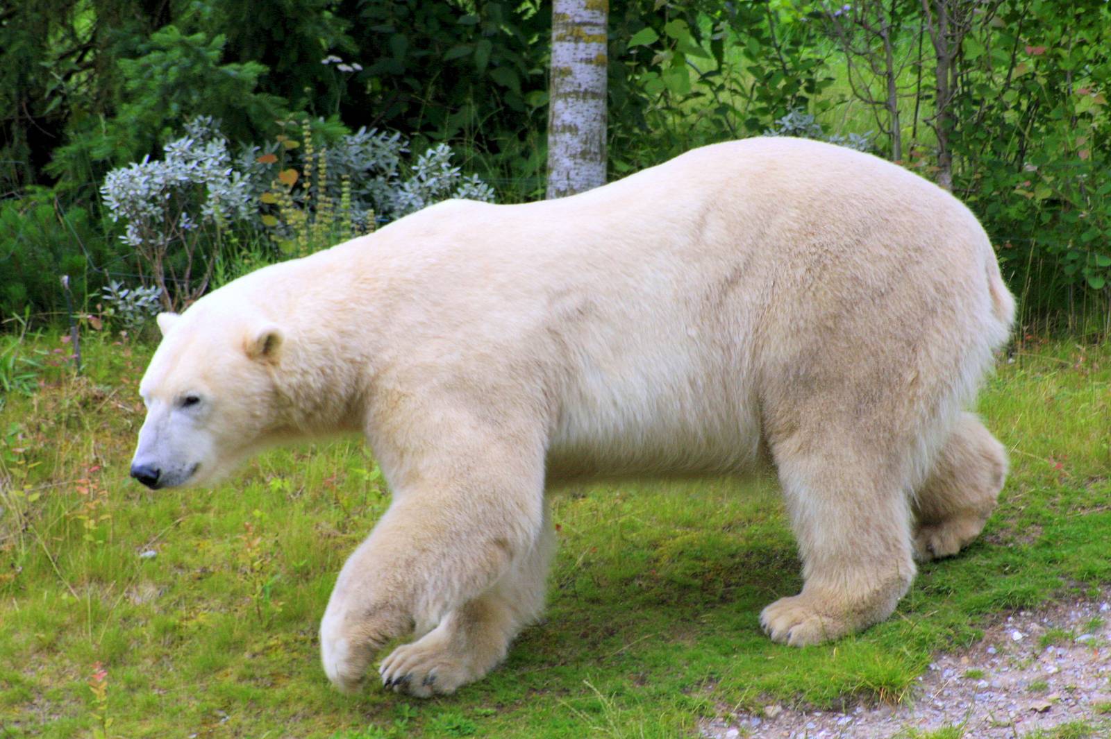 Polar bear; Hannover; 25th June 2013