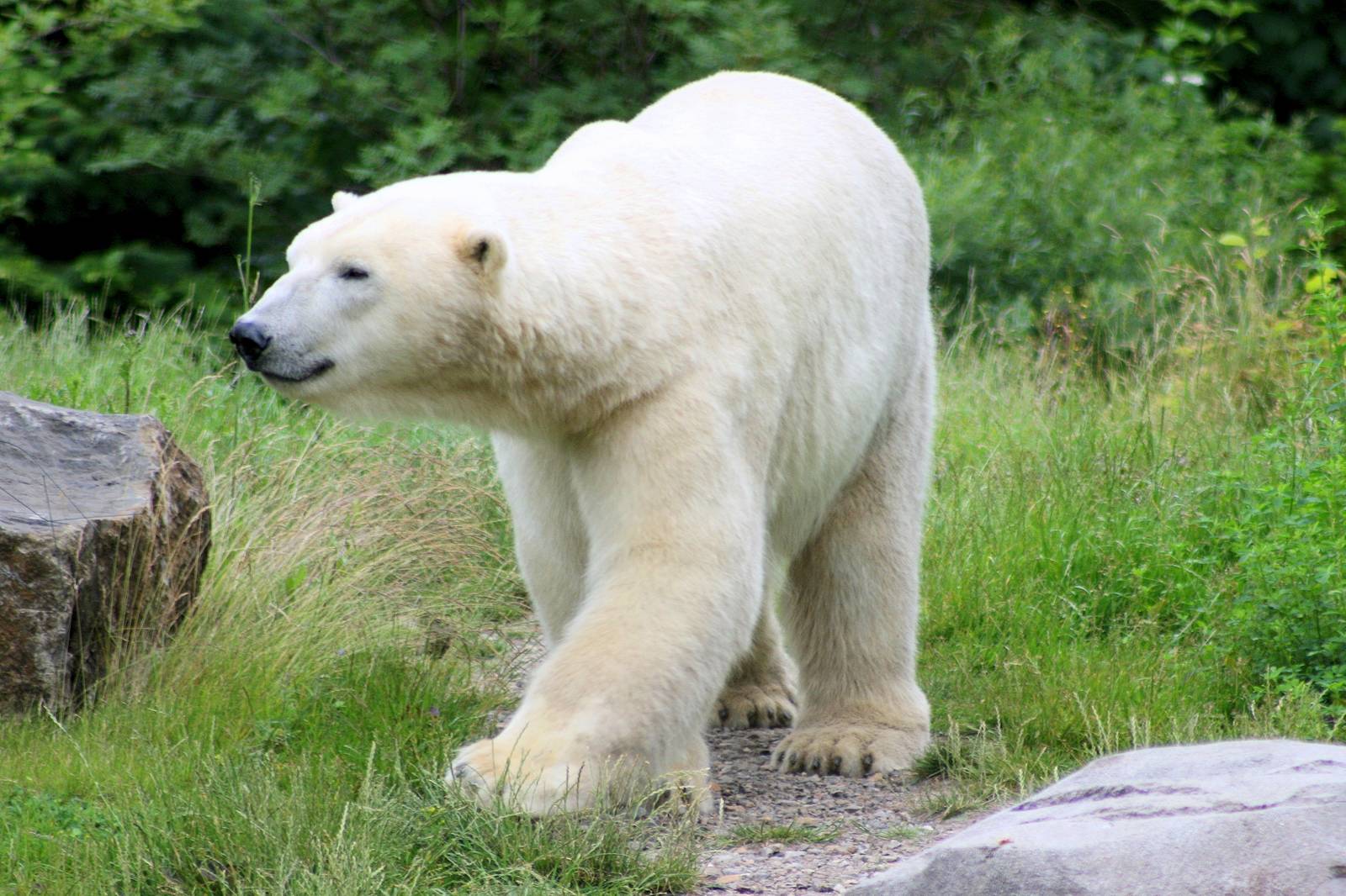 Polar bear; Hannover; 25th June 2013