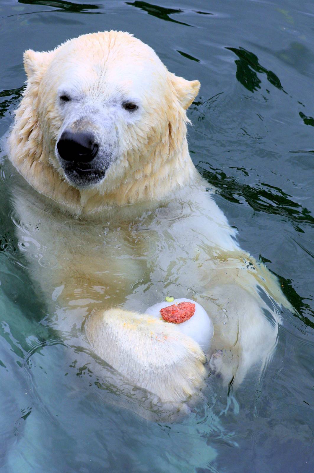 Polar bear; Hannover; 25th June 2013