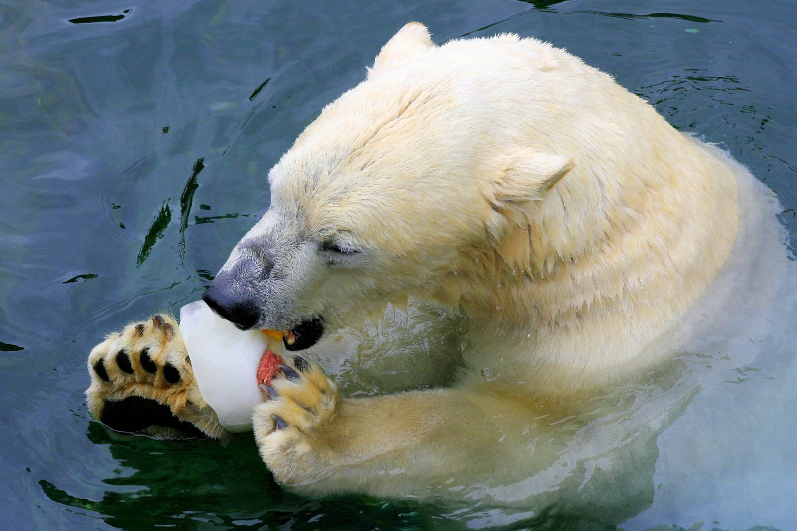 Polar bear; Hannover; 25th June 2013
