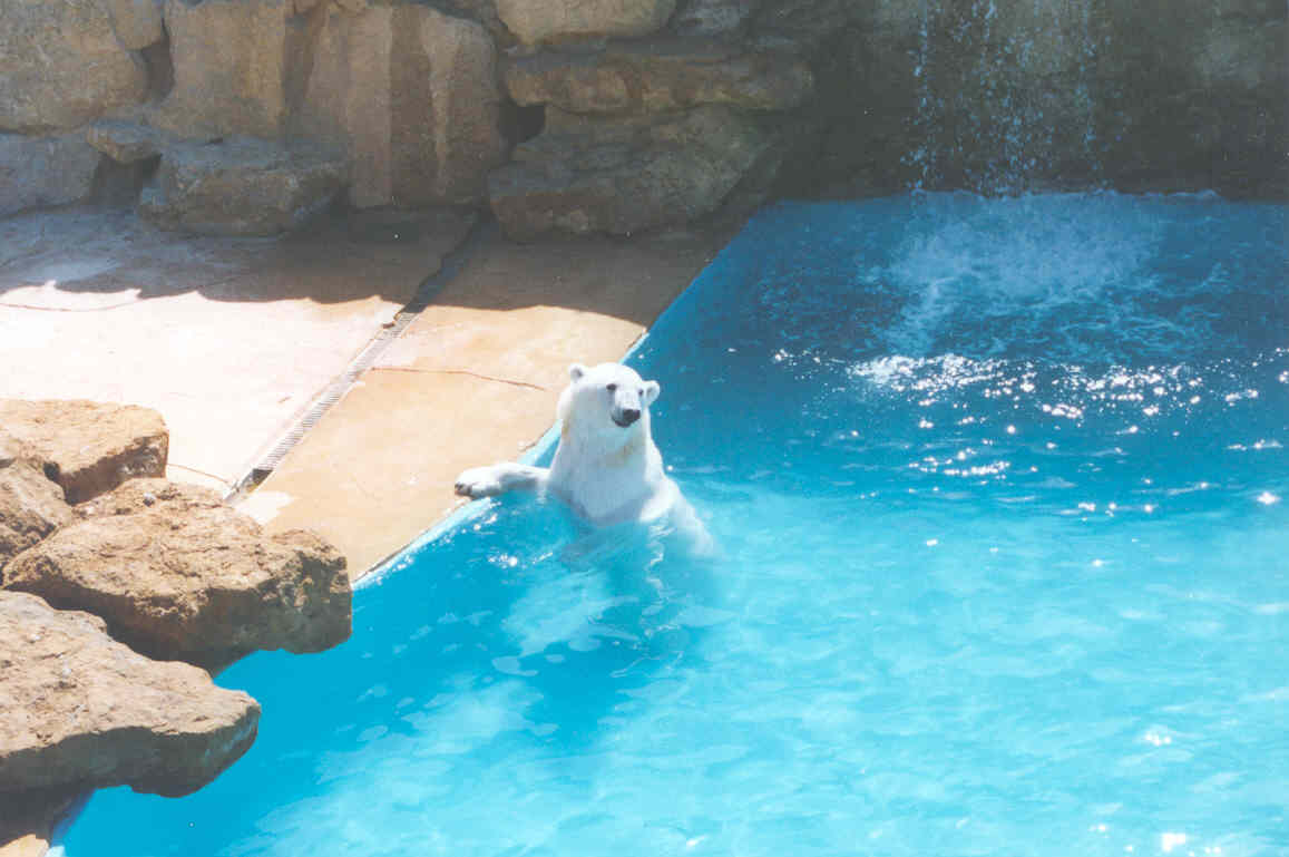 Polar Bear - Heythrop 2003