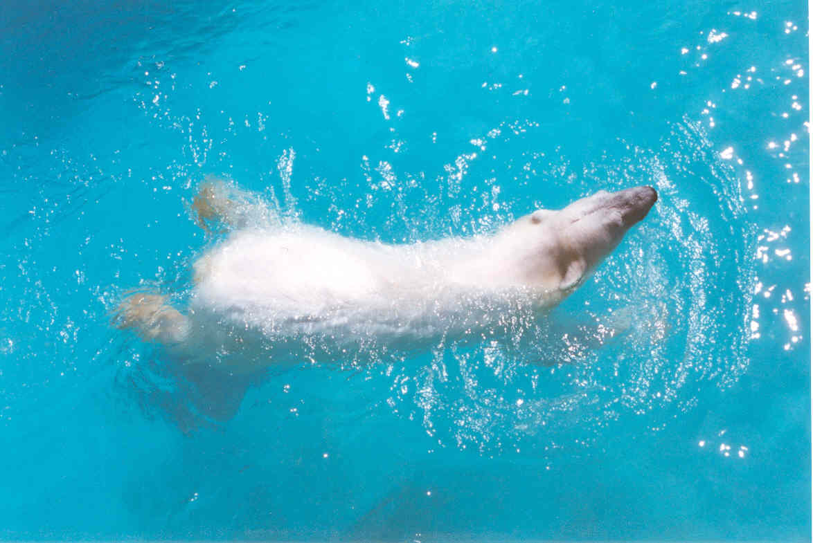 Polar Bear - Heythrop 2003