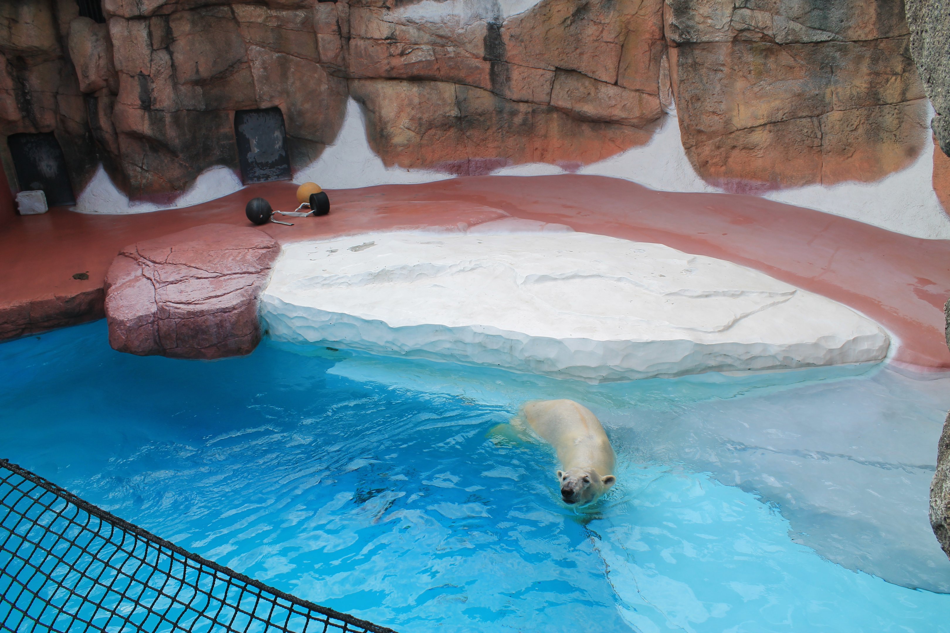 Polar Bear - Hirakawa Zoo (Kagoshima)