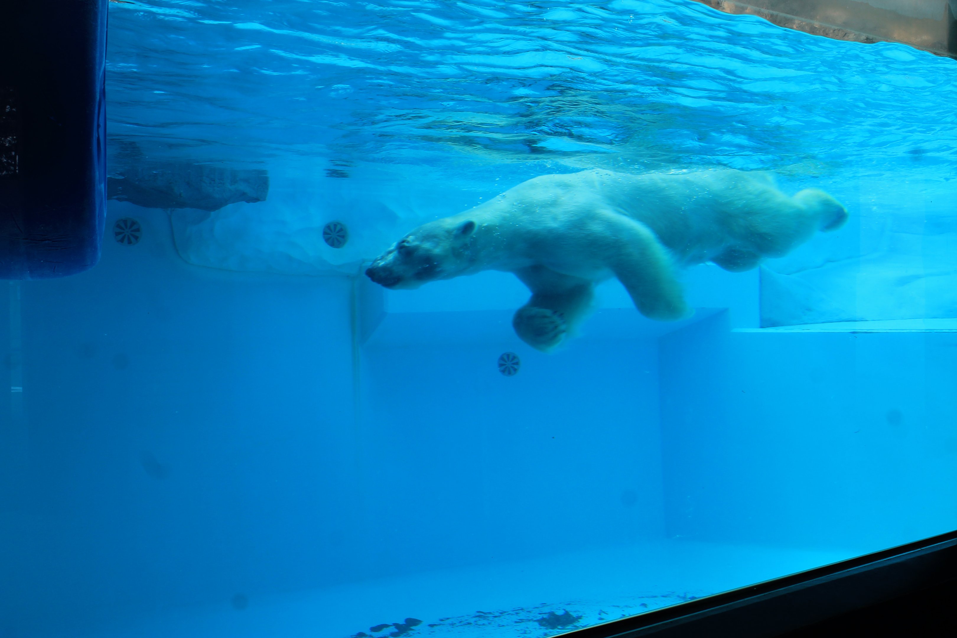 Polar Bear - Hirakawa Zoo (Kagoshima)