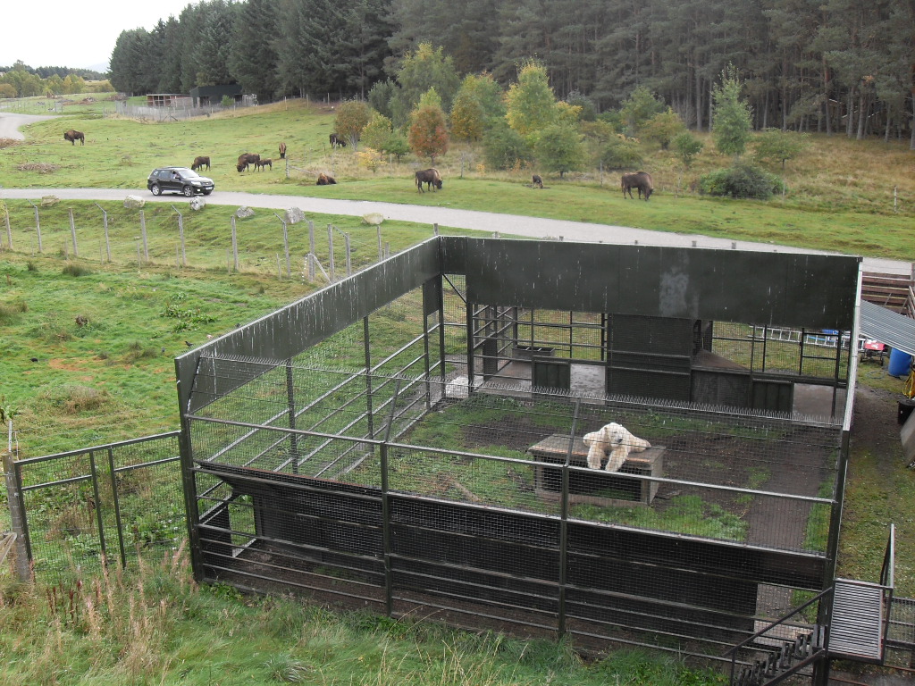 Polar bear holding area  with European bison in the background.