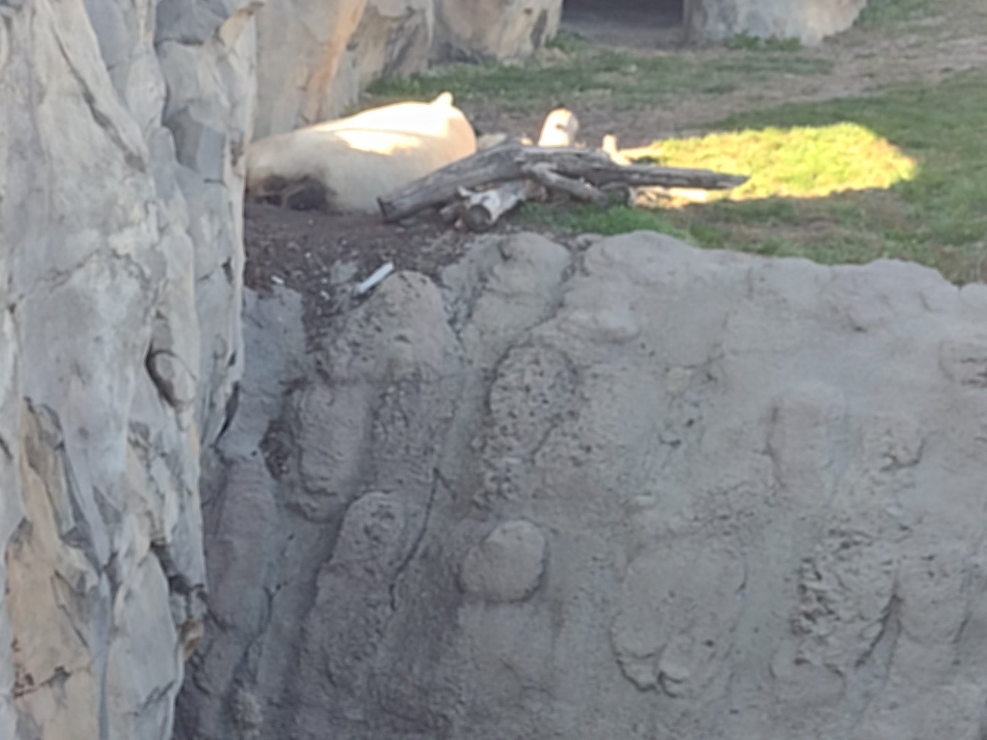 Polar Bear Hope or Hudson