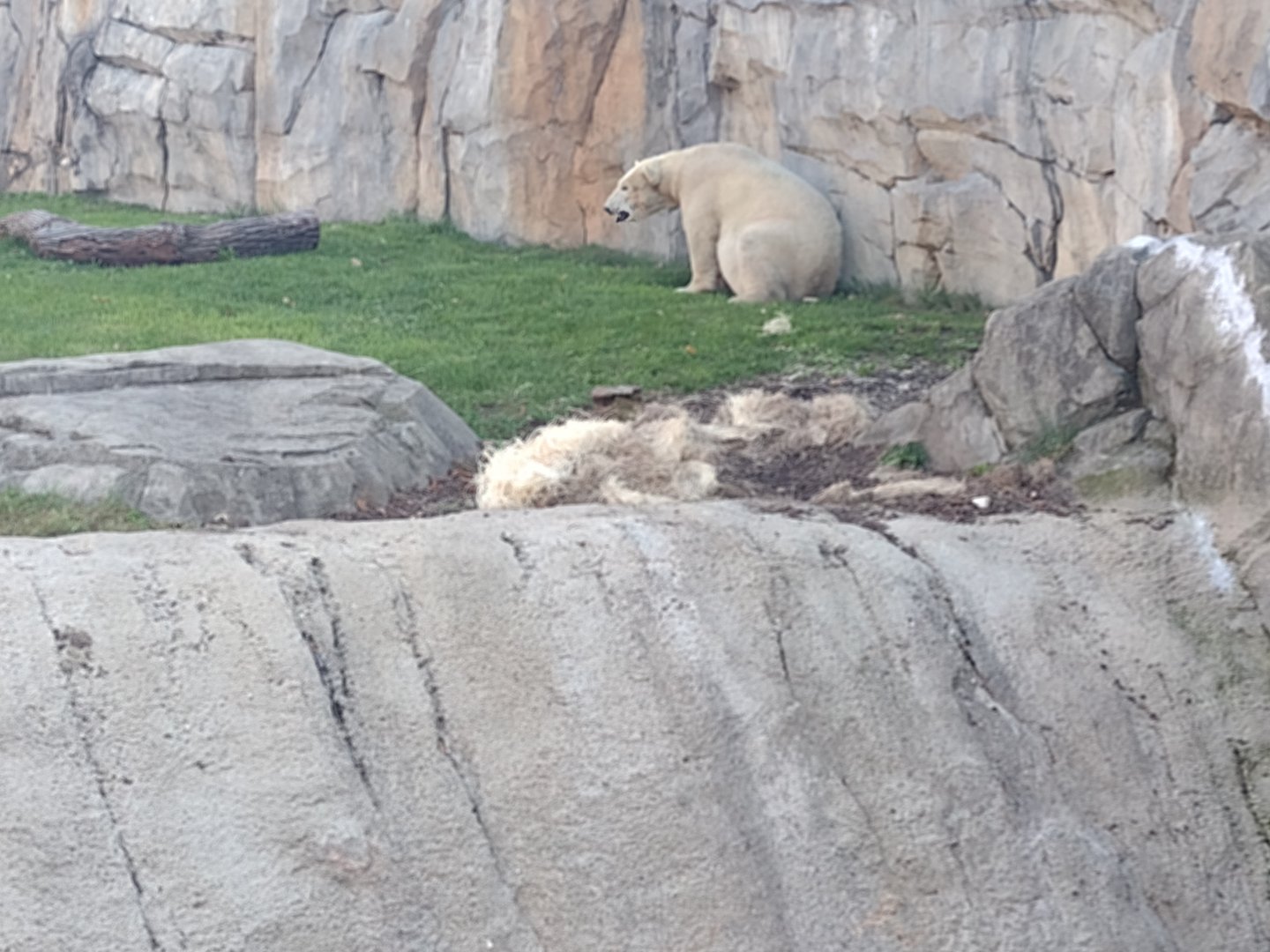 Polar Bear Hope or Hudson