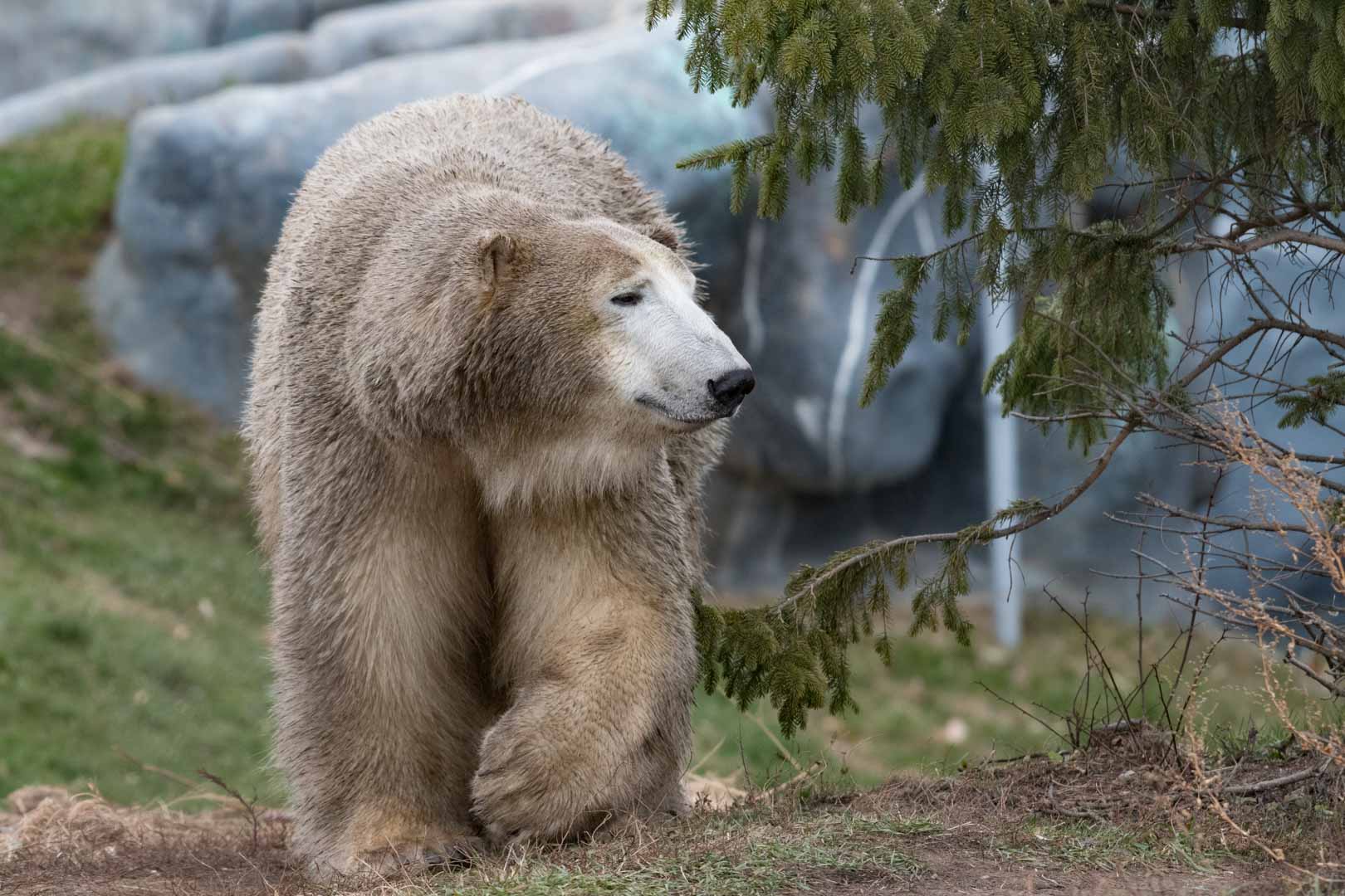 Polar Bear Humphrey