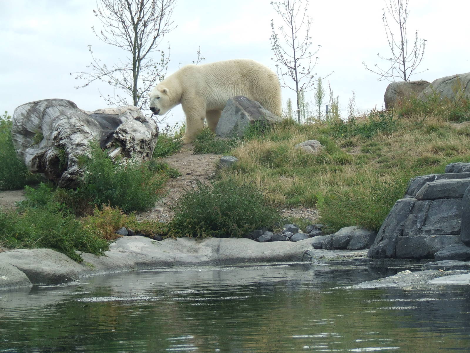 Polar Bear in Arctica