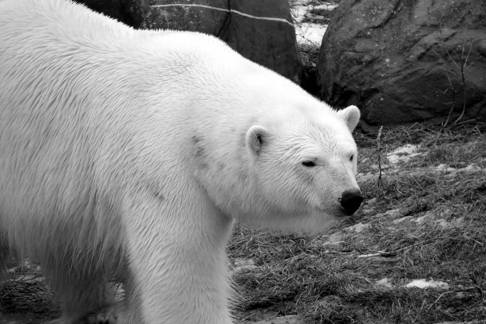 Polar Bear in Black and White