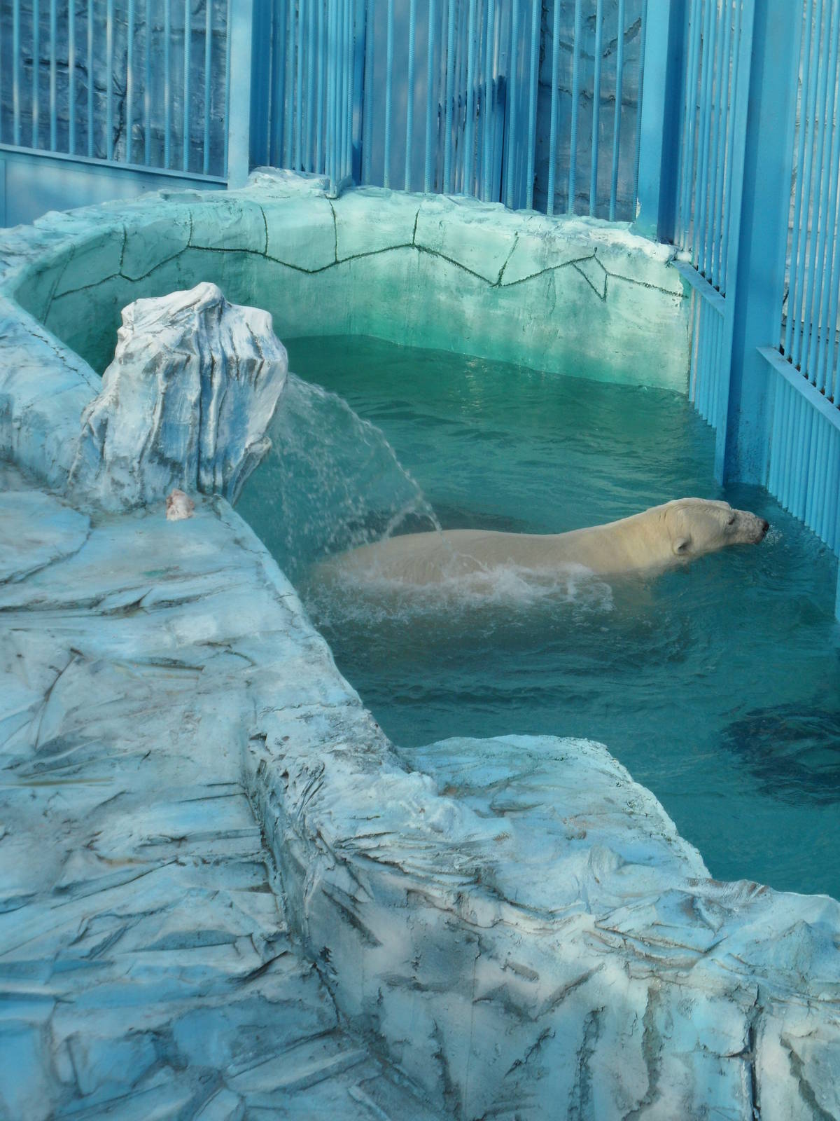 Polar bear in pool