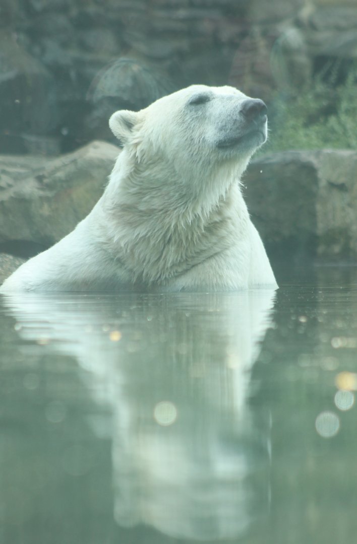 Polar bear in pool