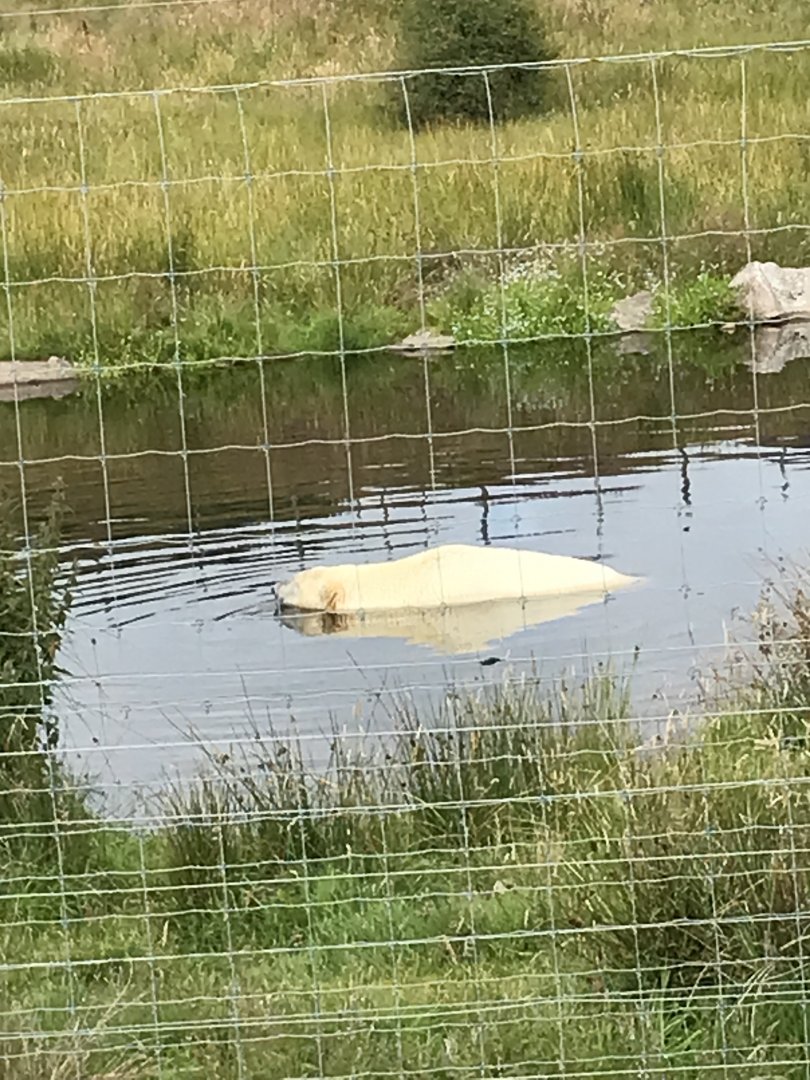 Polar bear in pool