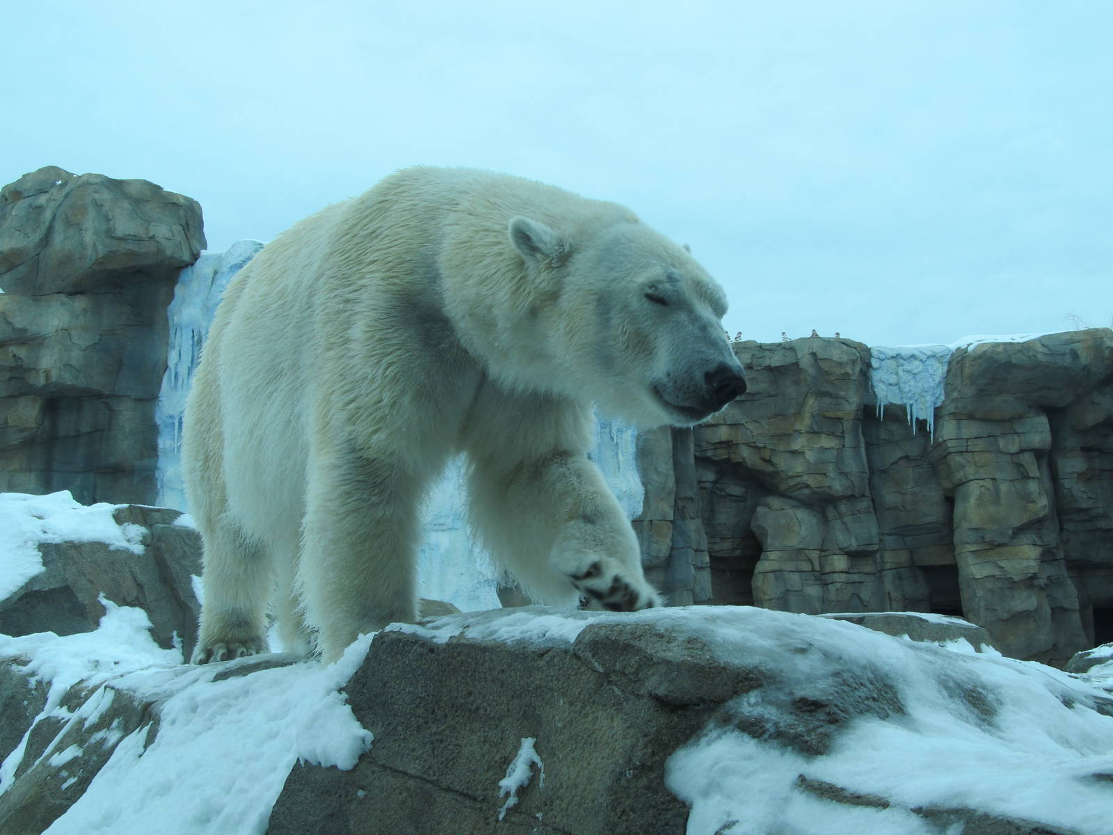 Polar Bear in Snow