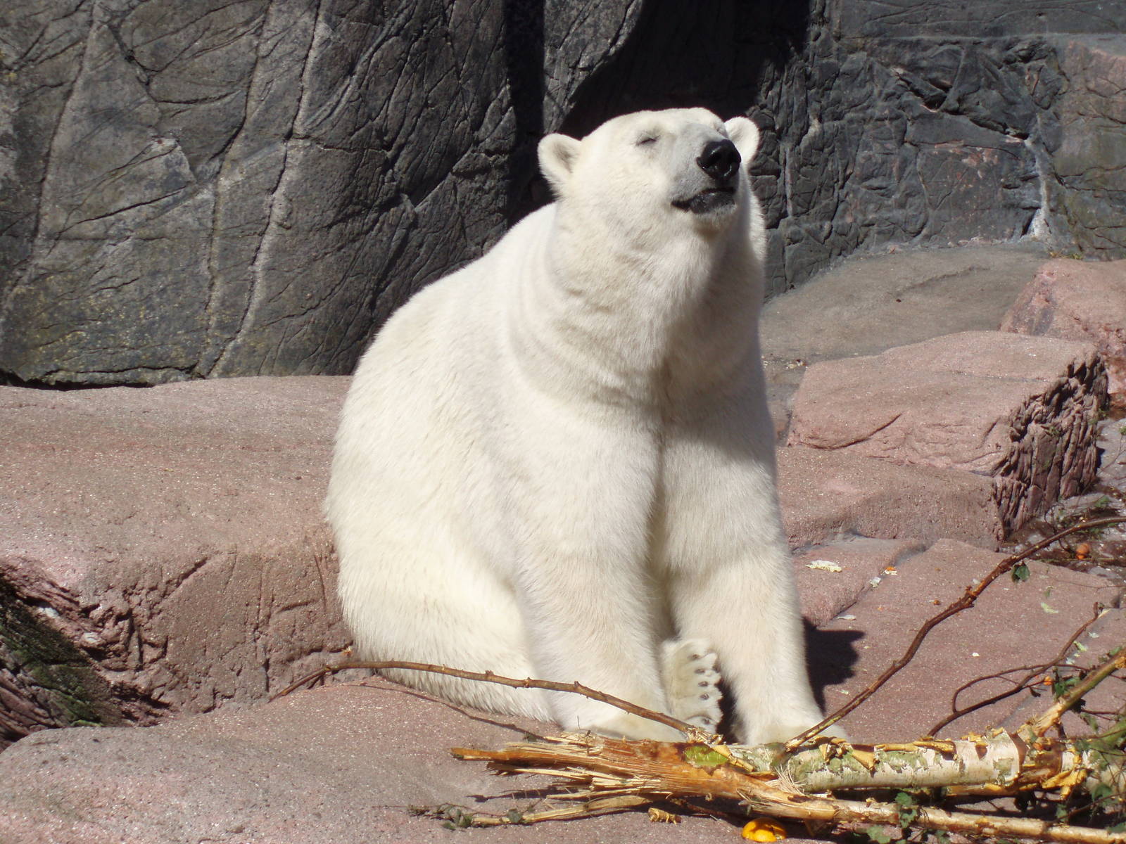 Polar bear in the old enclosure