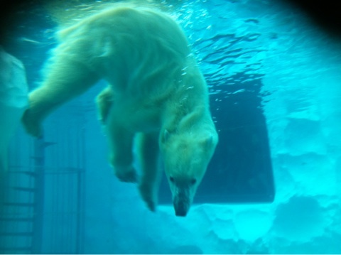 Polar bear in Ueno zoo
