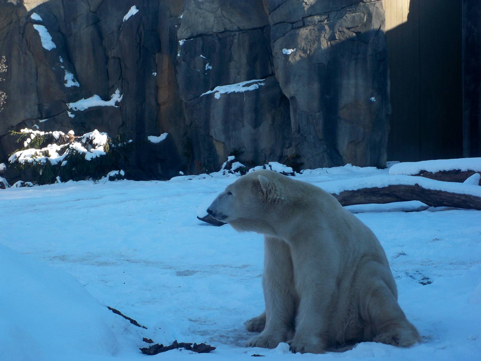 Polar Bear in winter.