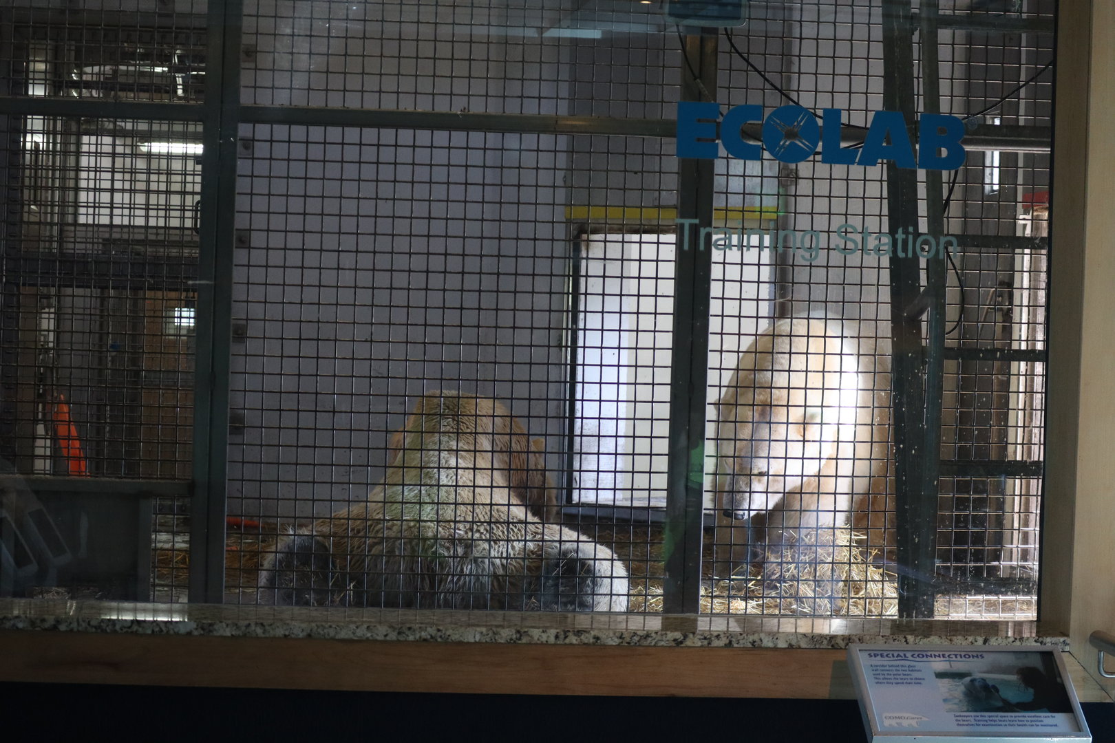 Polar Bear Indoor Area