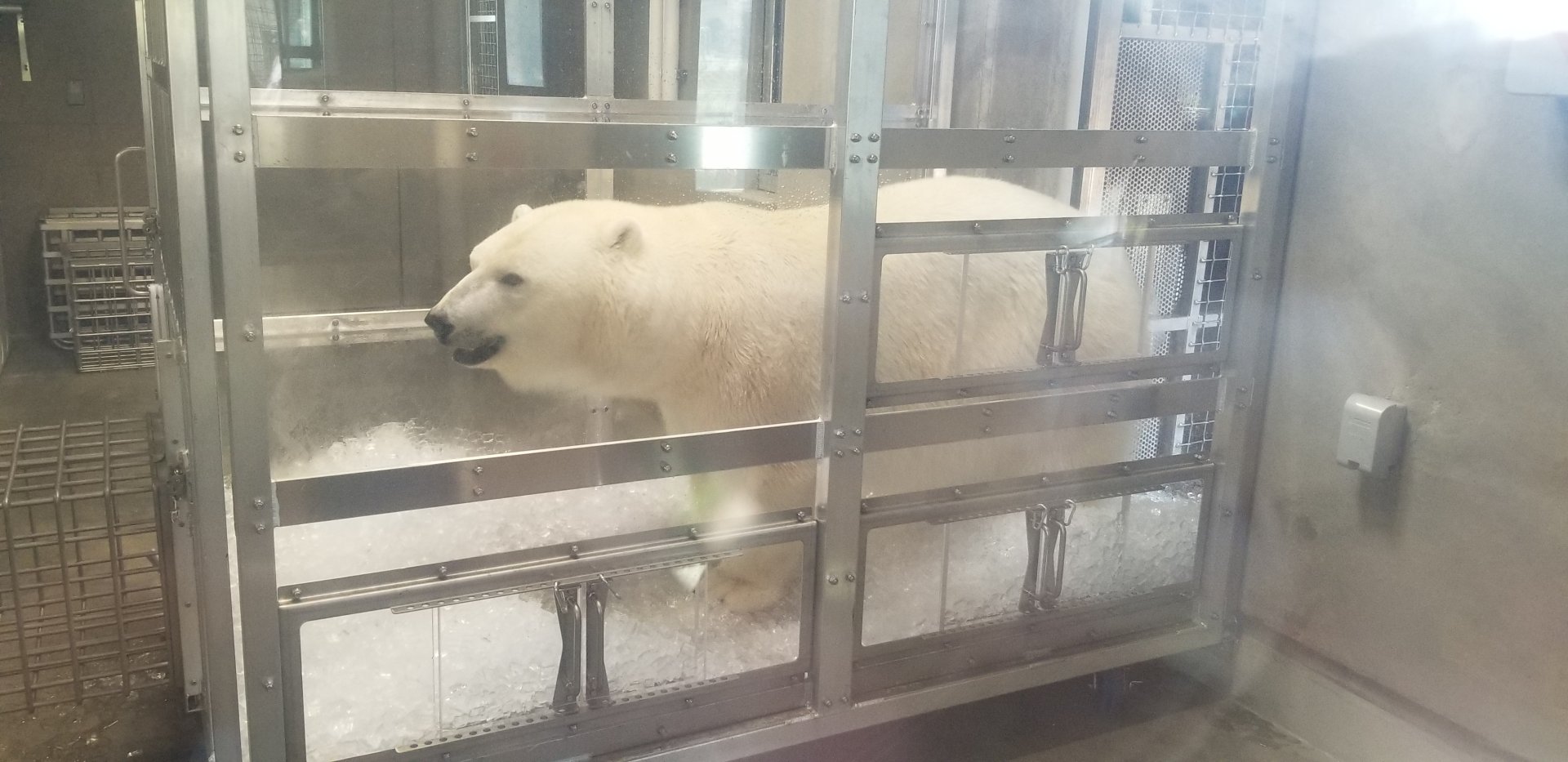 Polar Bear Indoor Viewing
