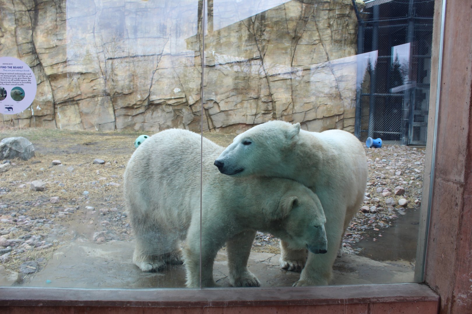 Polar Bear Interactions - Arctic Passage