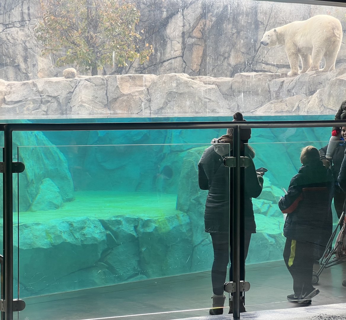 Polar Bear interior underwater window