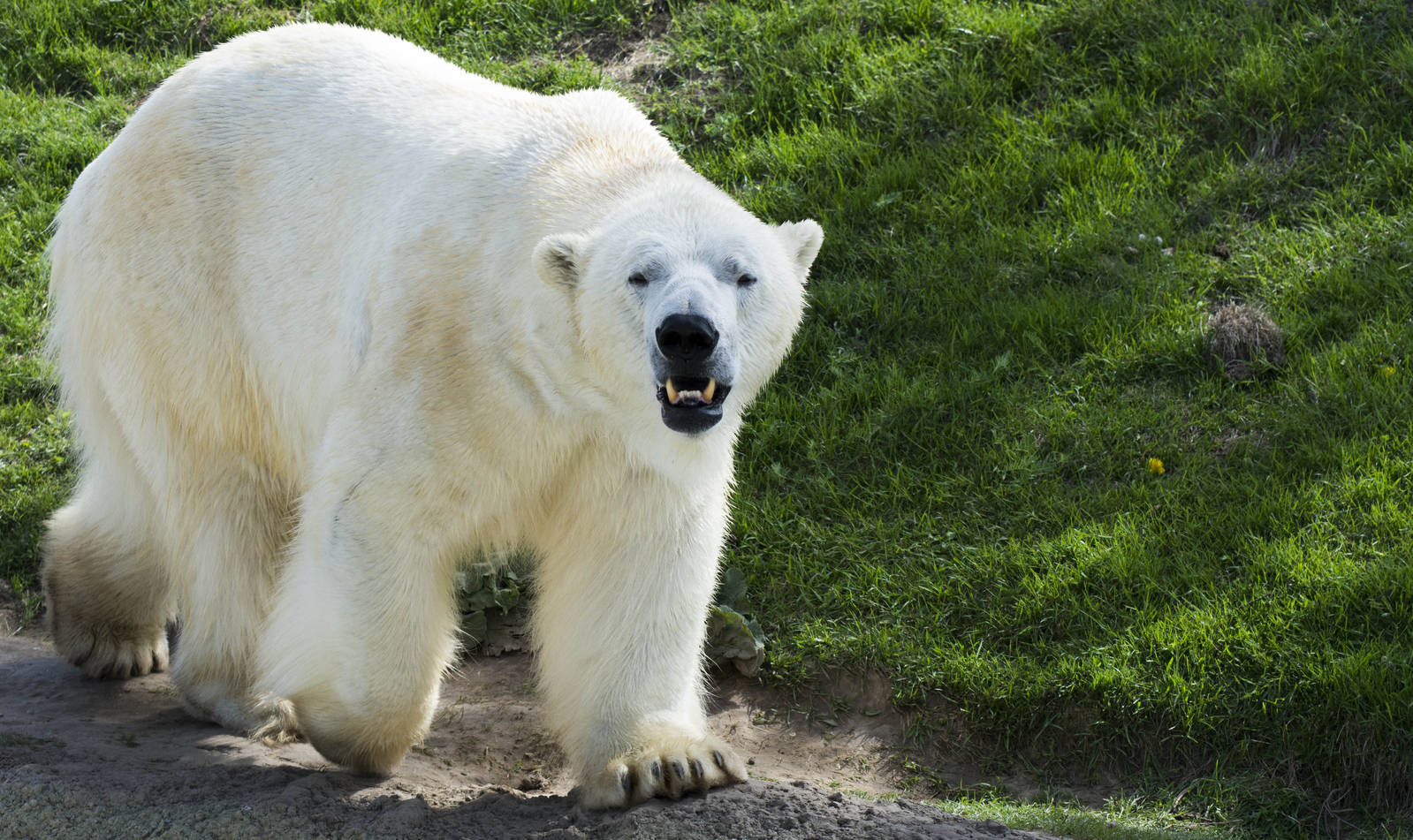 Polar Bear (Inukshuk)