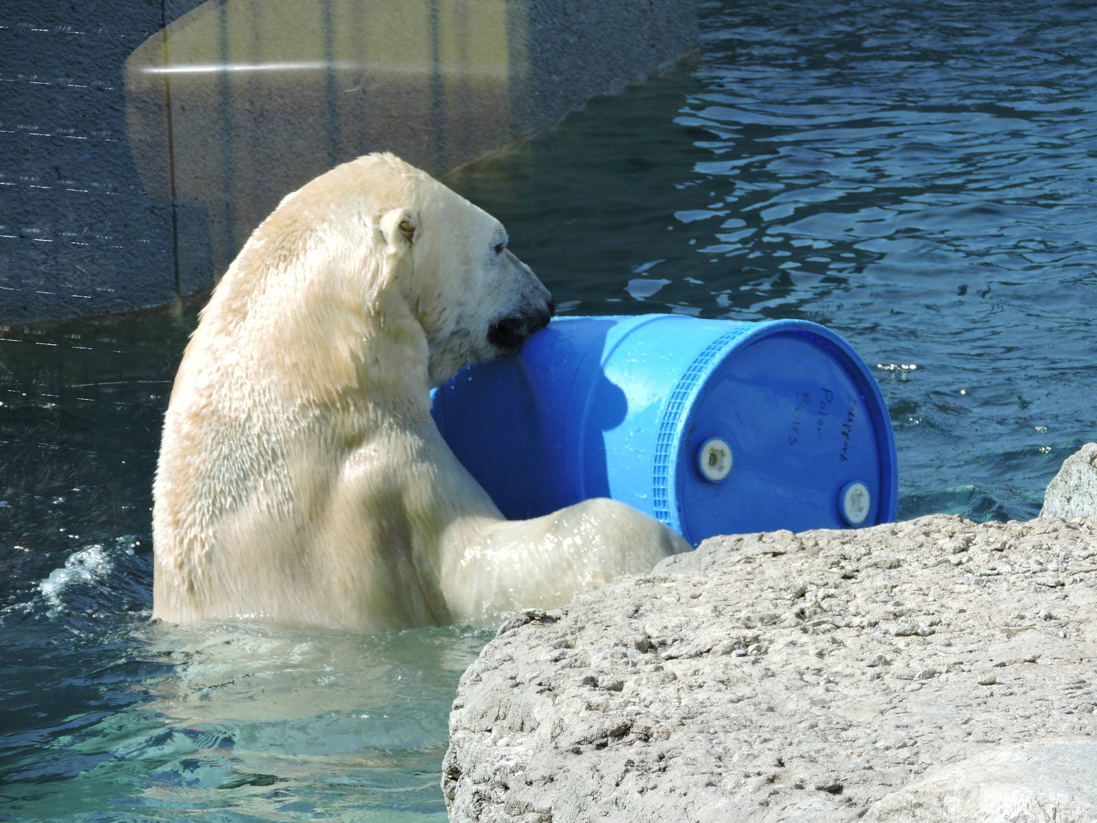 Polar Bear - Inukshuk