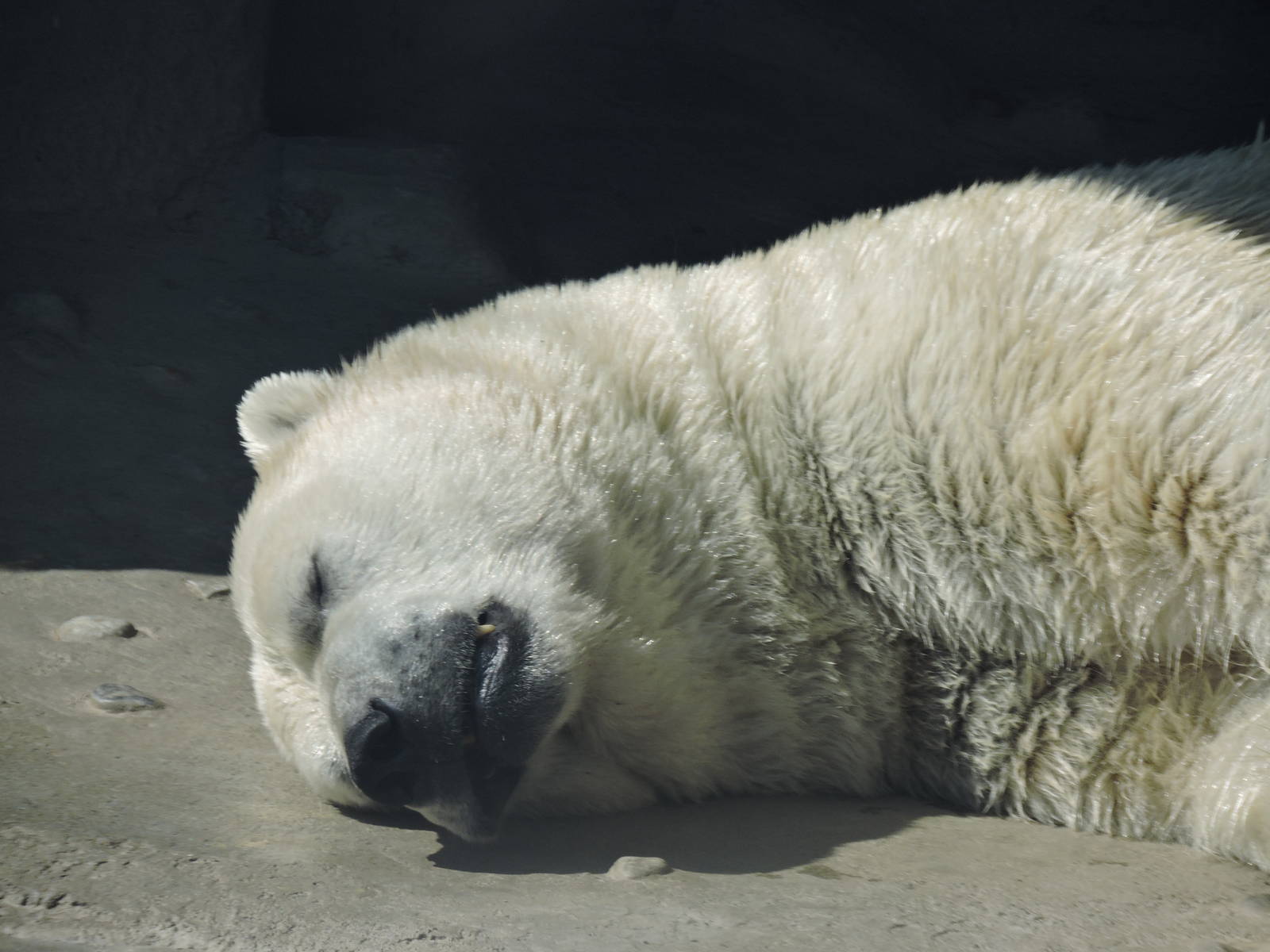 Polar Bear - Inukshuk