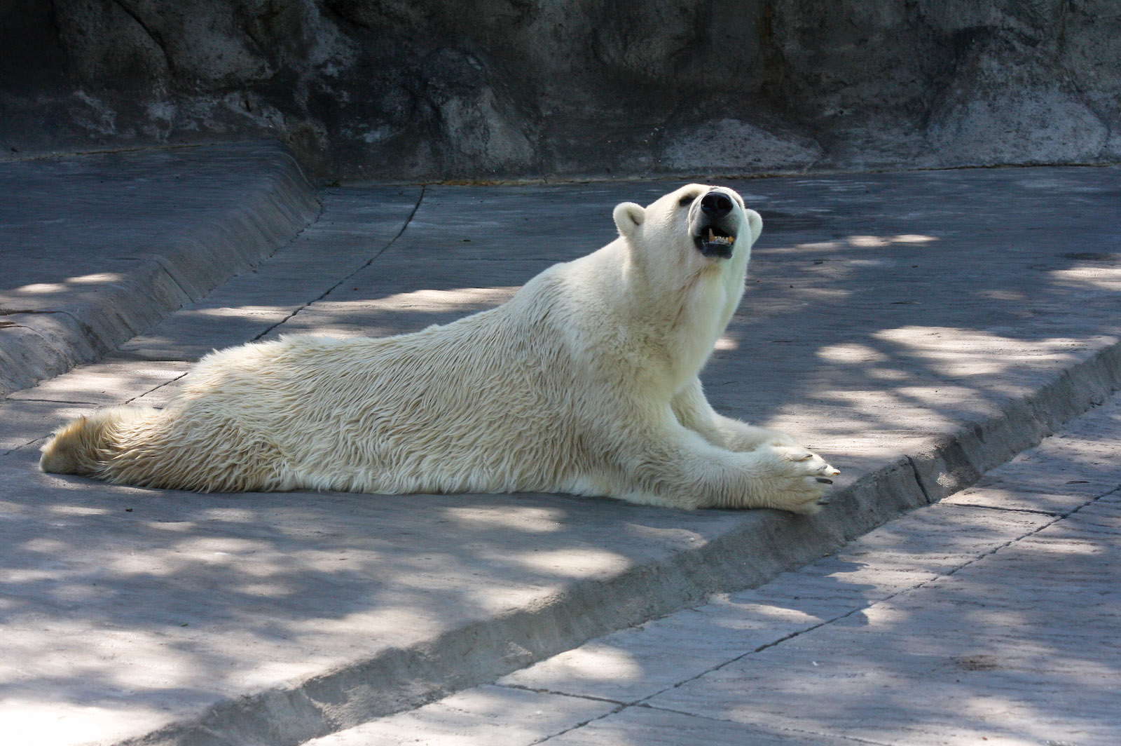 Polar Bear - Jan 2008