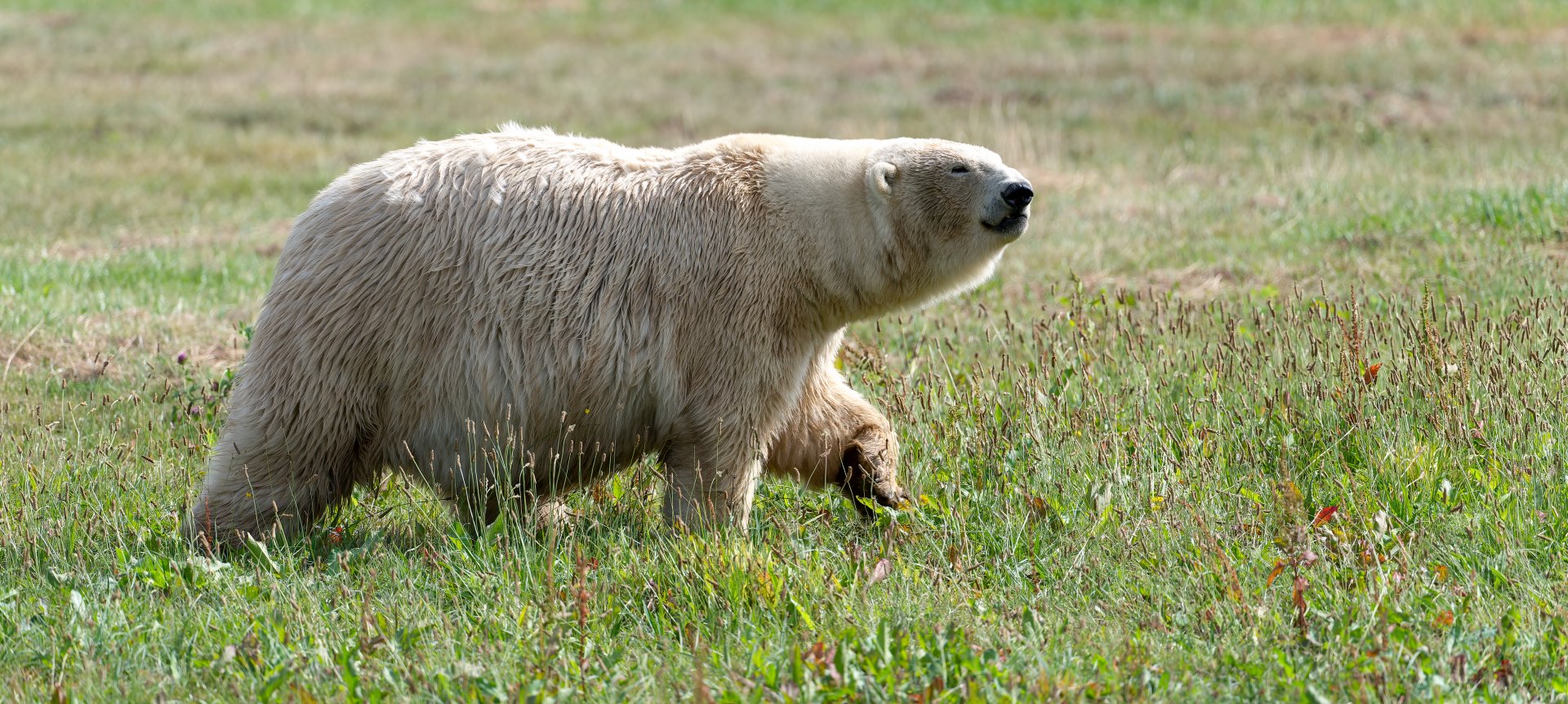Polar bear, Jimmy's Farm and Wildlife Park, UK