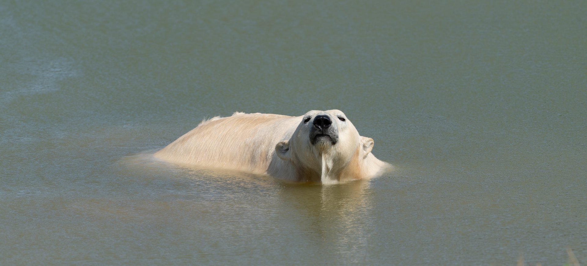 Polar bear, Jimmy's Farm and Wildlife Park, UK