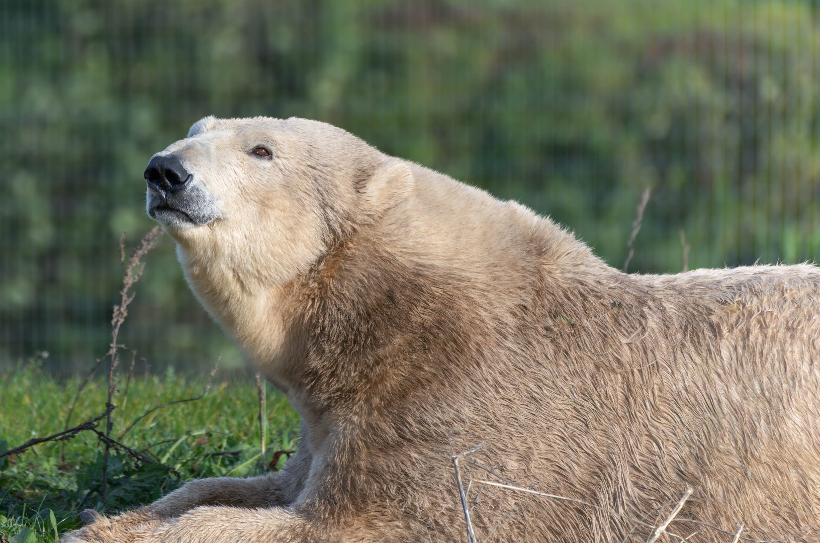 Polar bear,  Jimmy's farm & wildlife park, UK