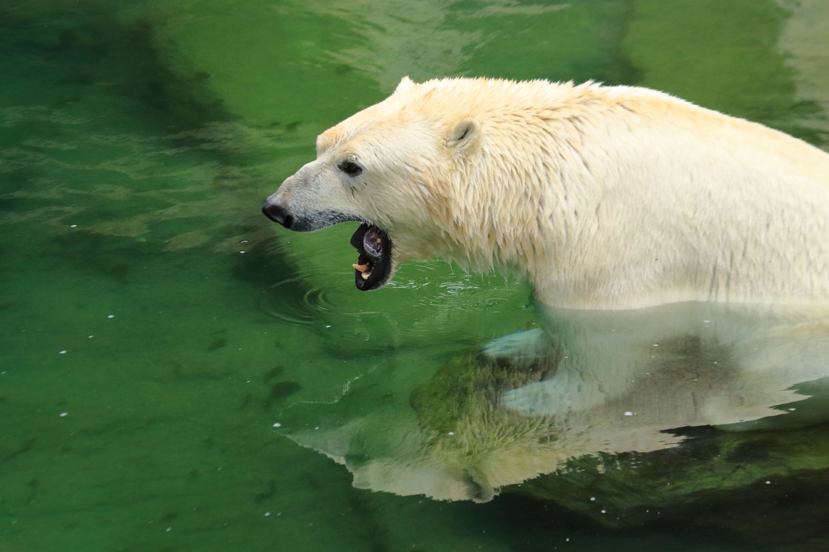 Polar bear (July 2020)
