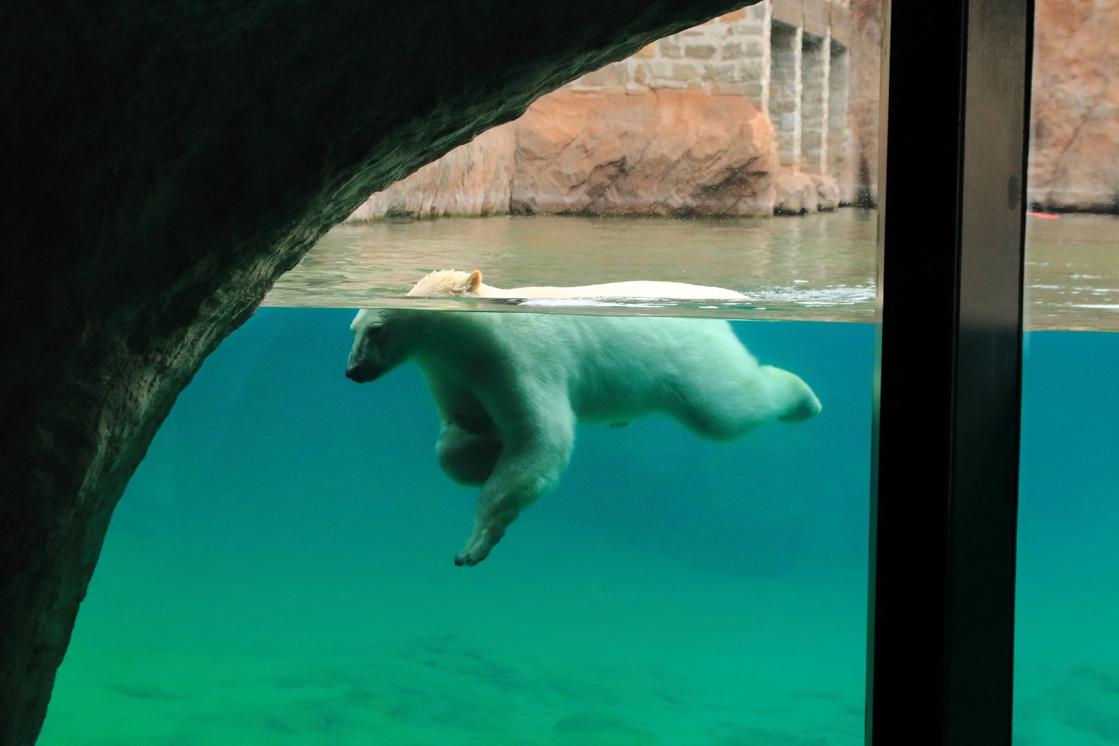 Polar bear (July 2020)
