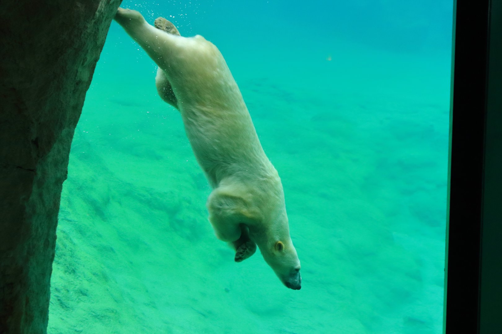 Polar bear (July 2020)