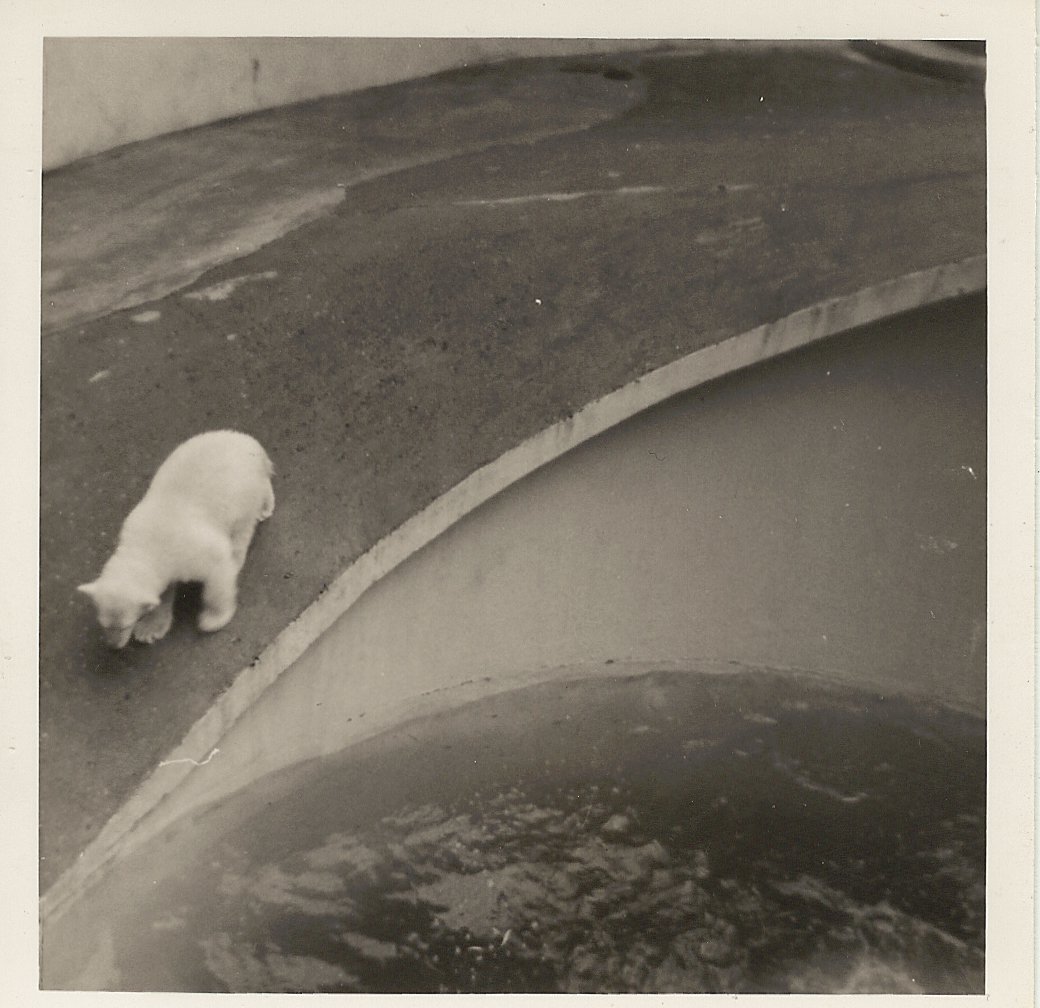 Polar bear, June 1971