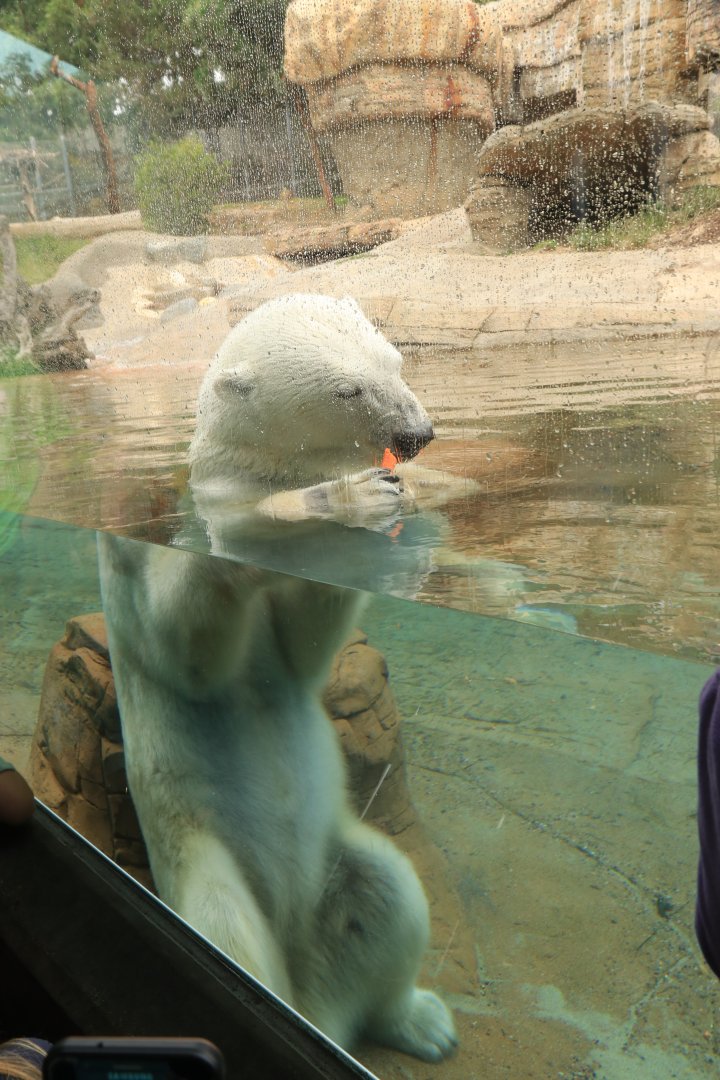 Polar bear (June 2019)