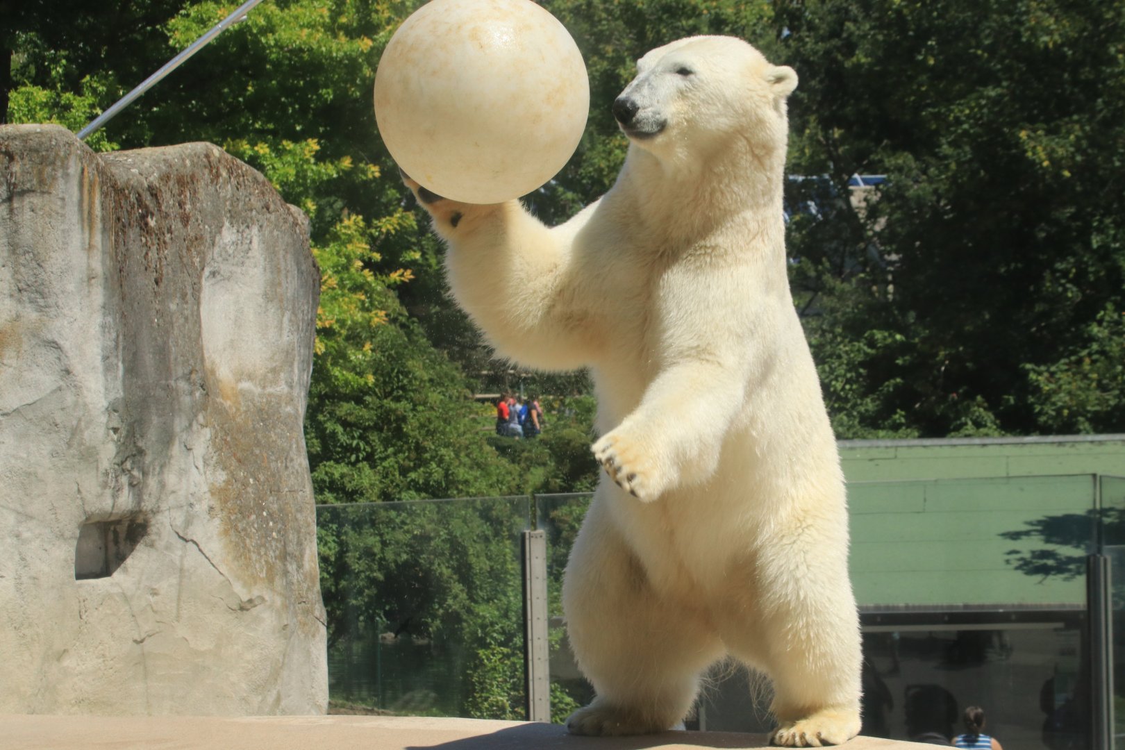 Polar bear (June 2020)