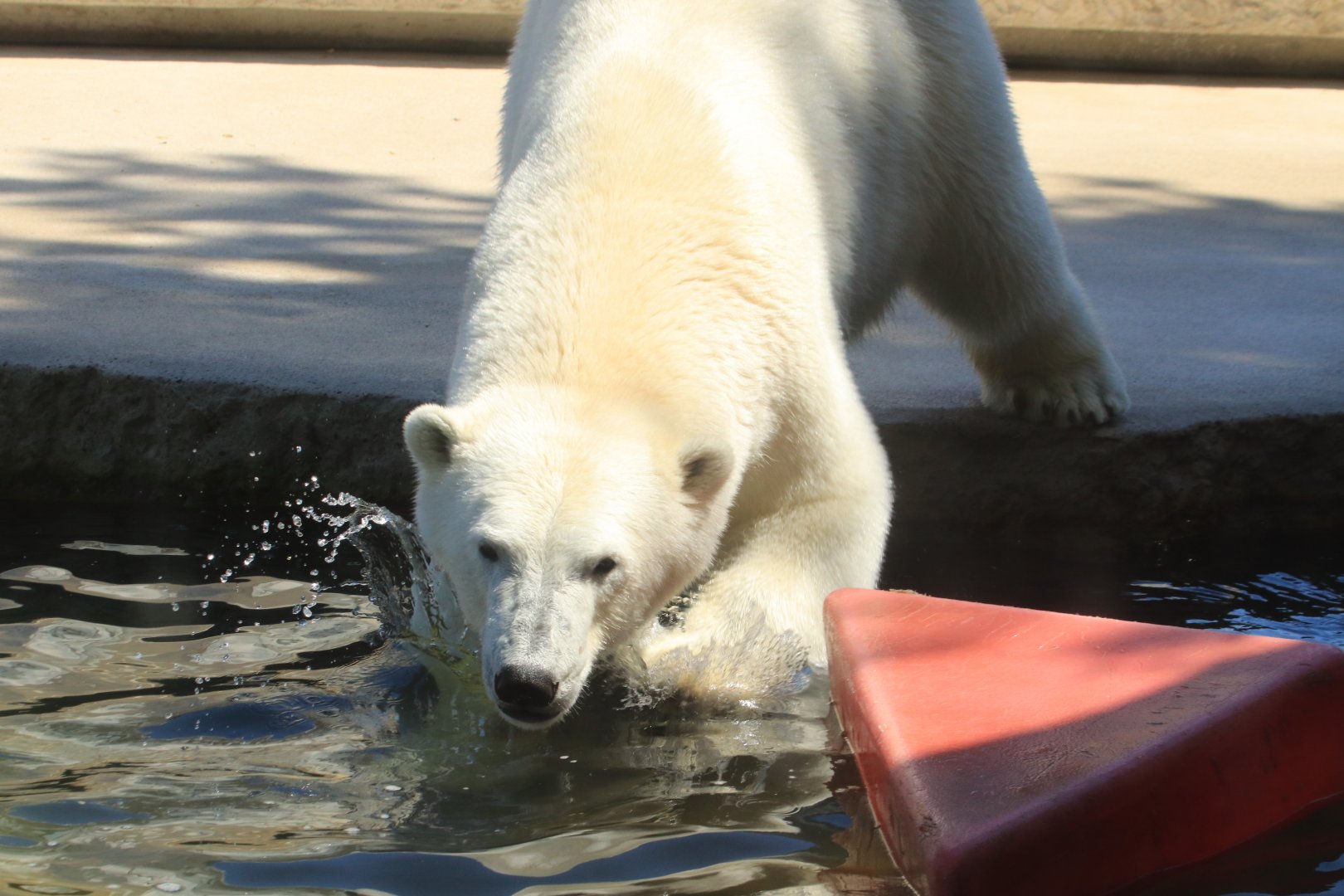 Polar bear (June 2020)