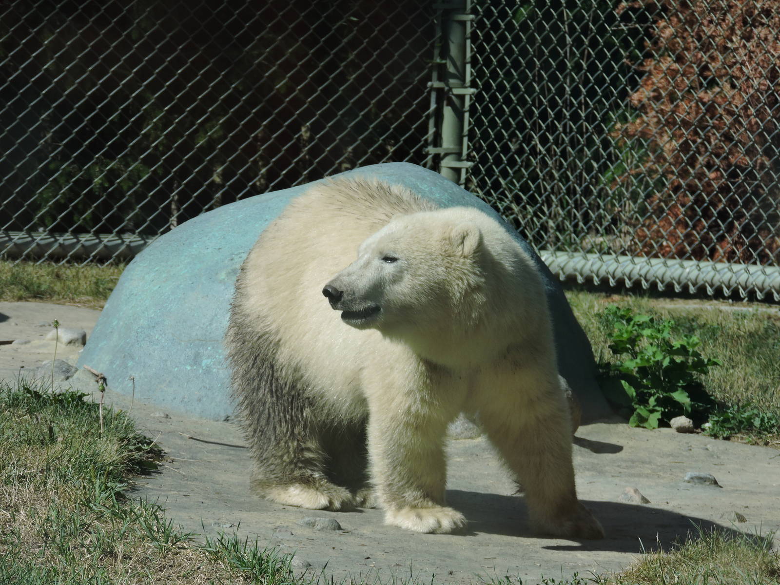 Polar Bear Juno