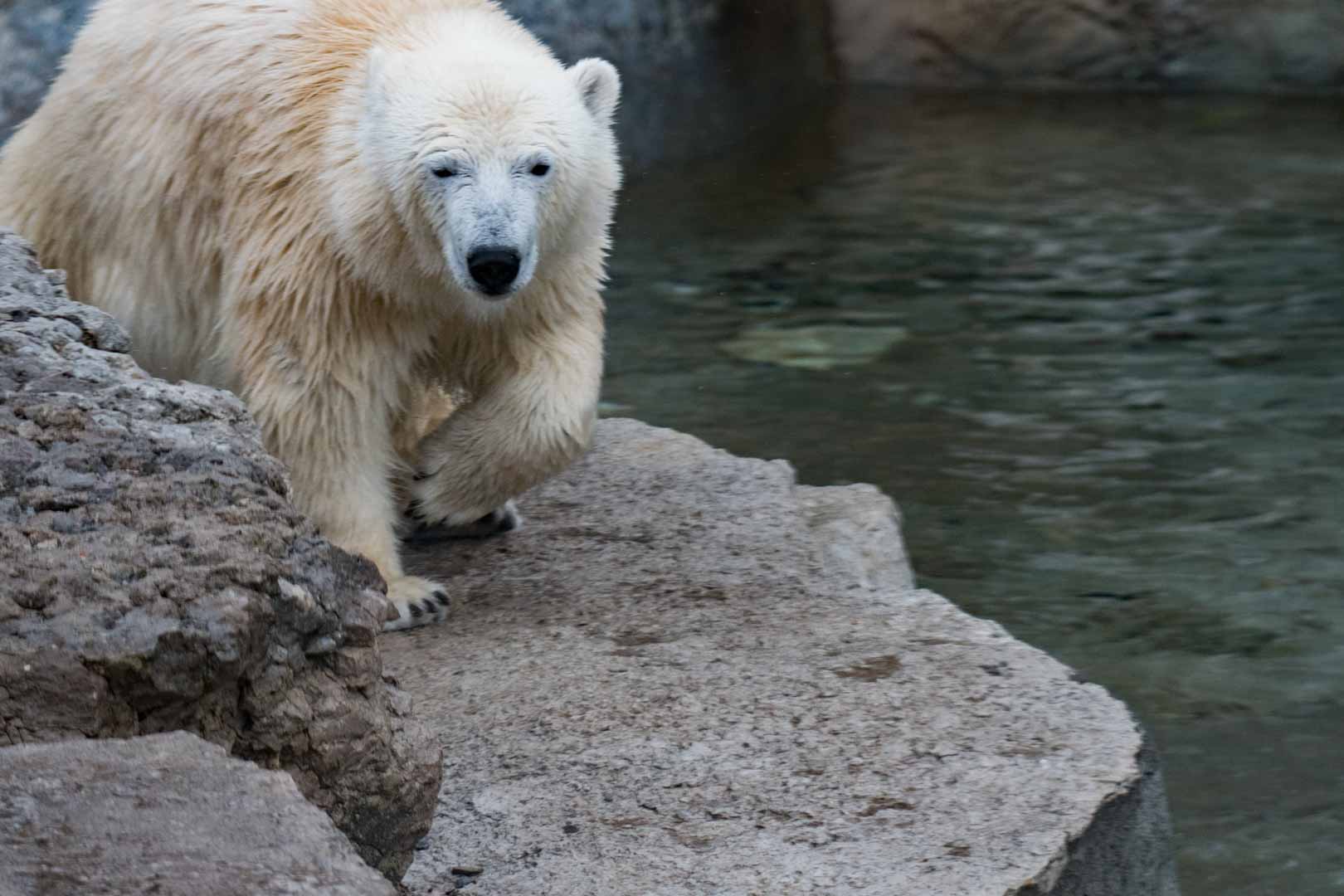 Polar Bear Juno