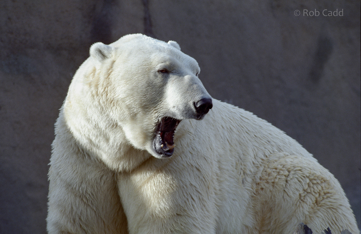 Polar bear : London Zoo : 1983