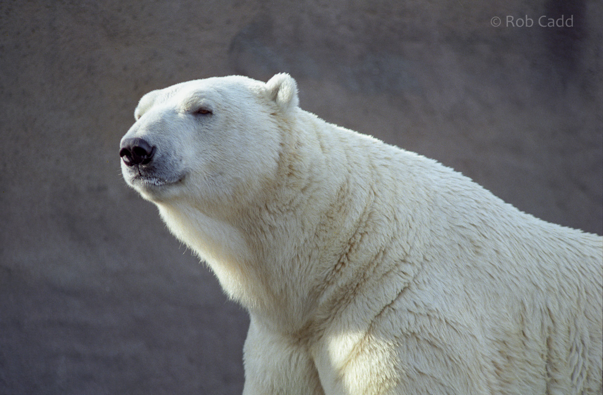 Polar bear : London Zoo : 1983