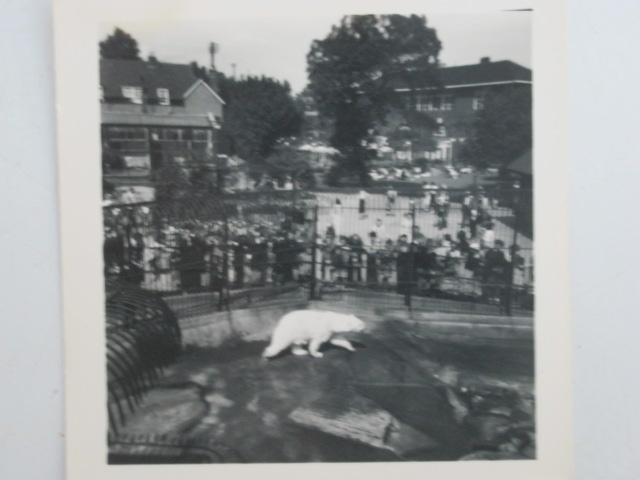 Polar Bear London Zoo ??